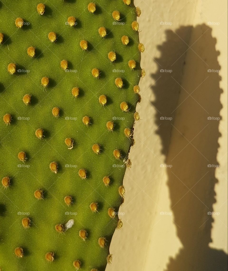 Leaf of prickly pear cactus with his shadow on the wall