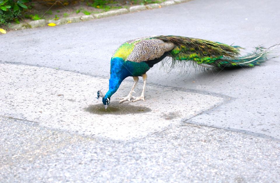 peacock 