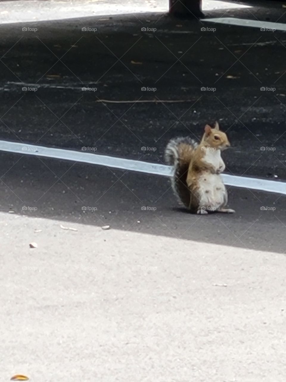 Pensive Squirrel