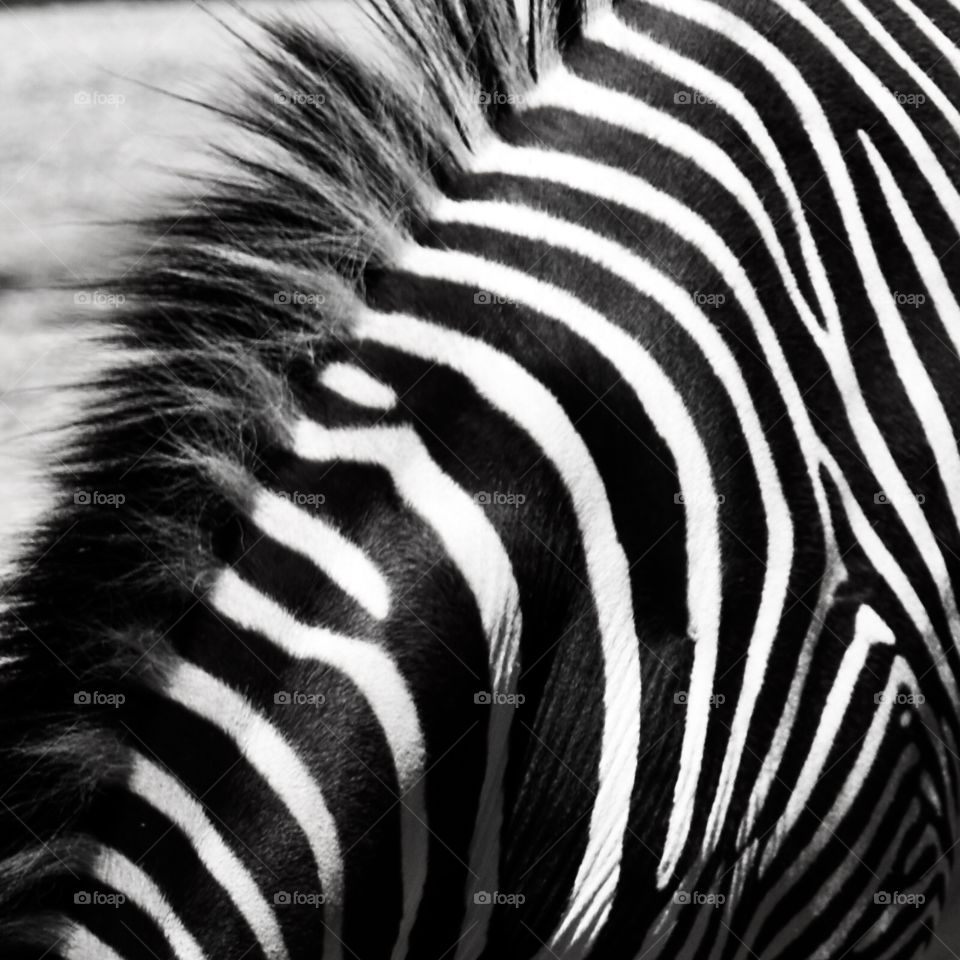 Zebra closeup, lines and shapes