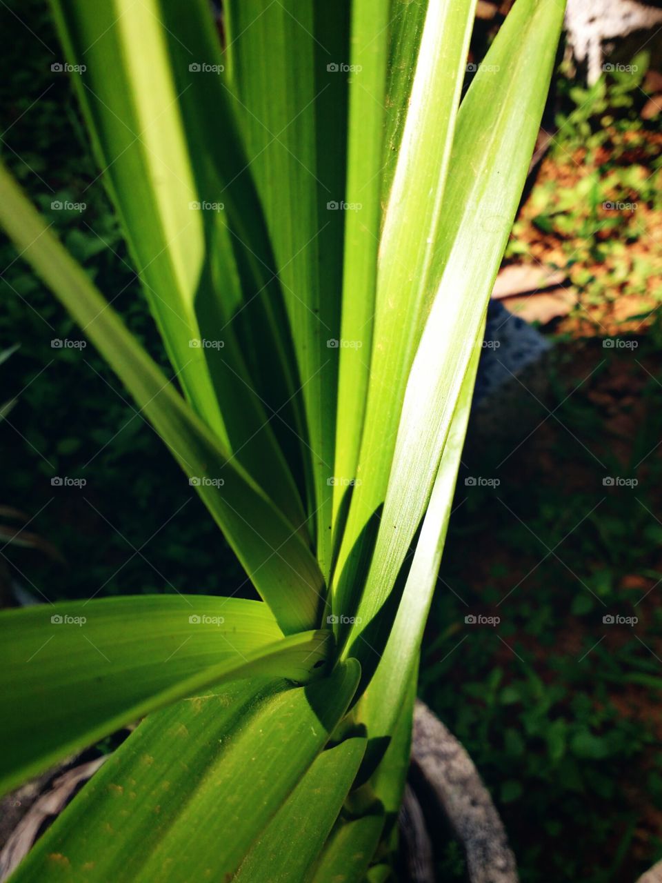 green leaf