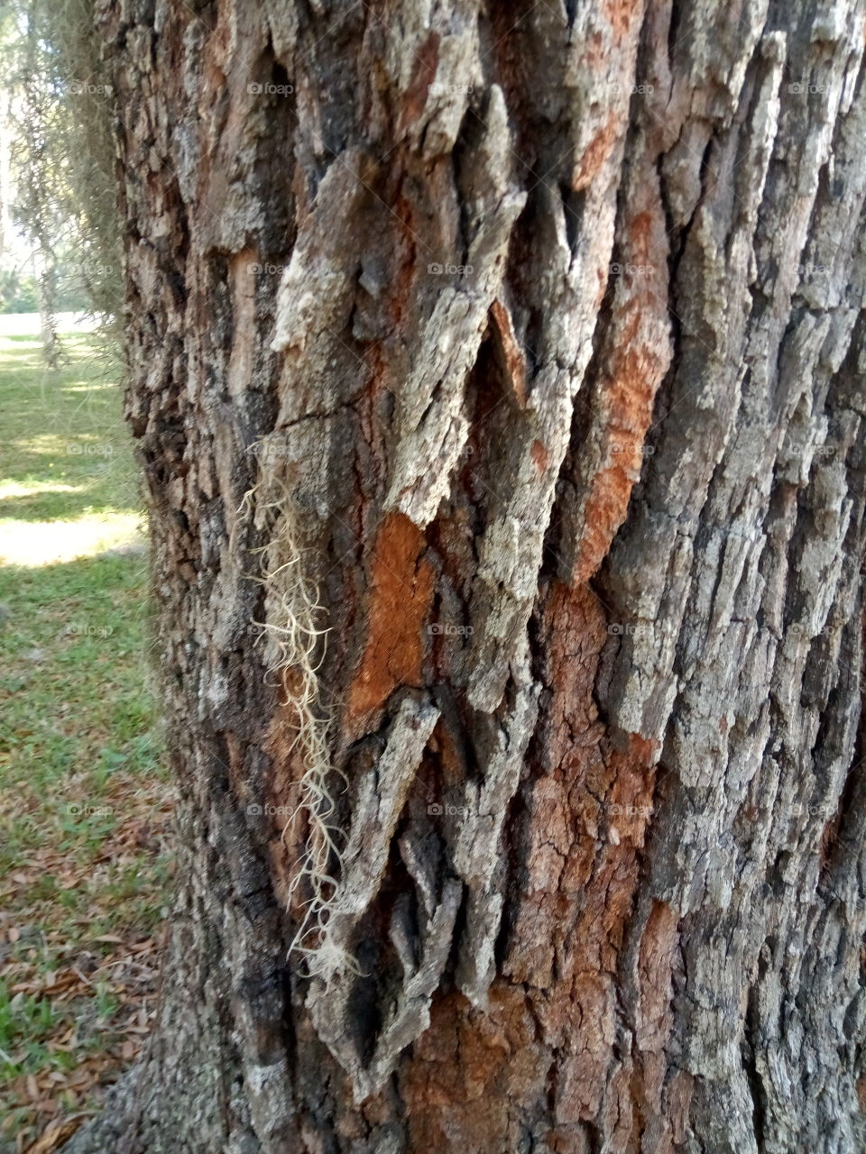 Florida oak