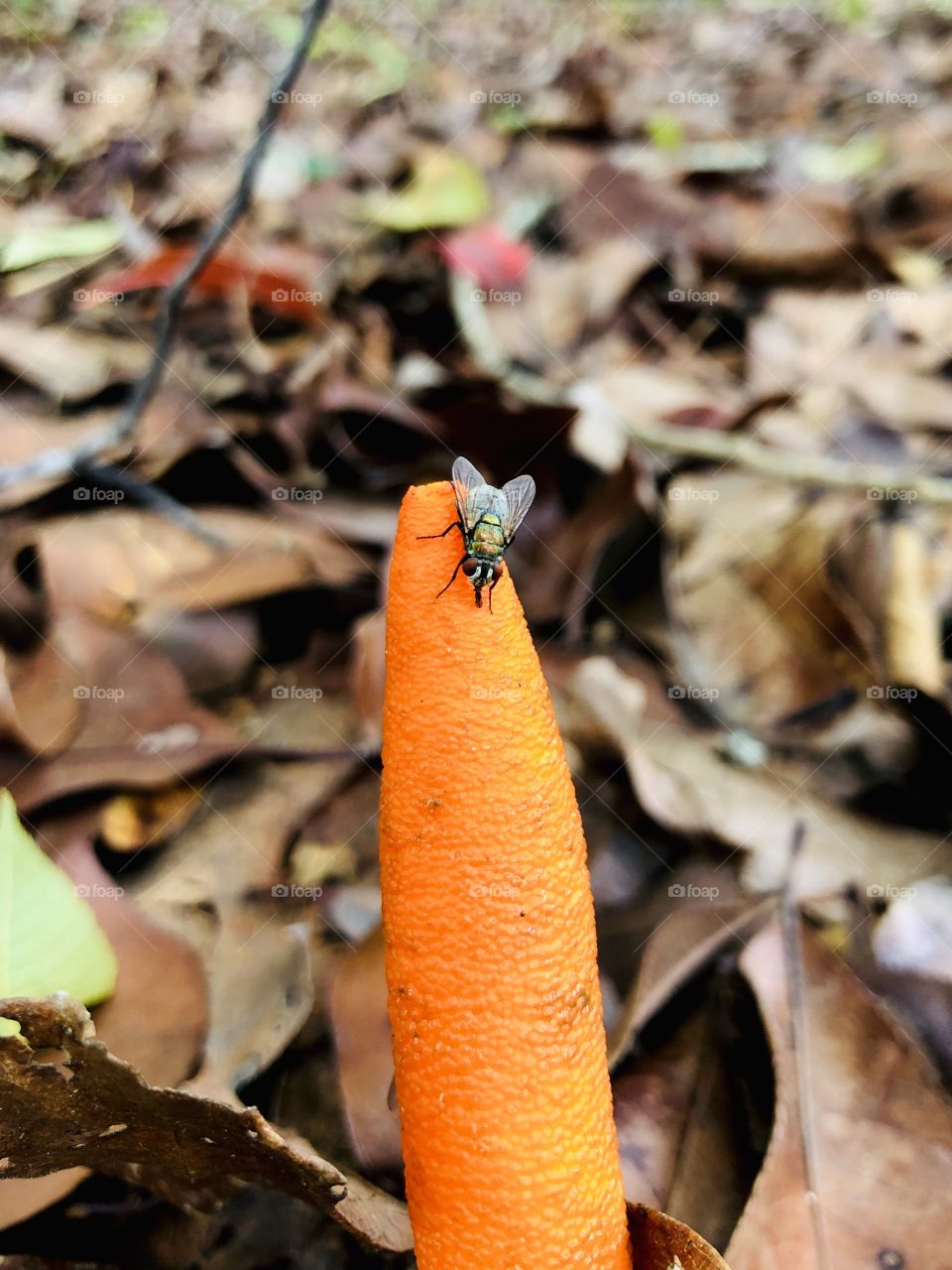 Fly perched on unusual orange mushroom in dead leaves 
