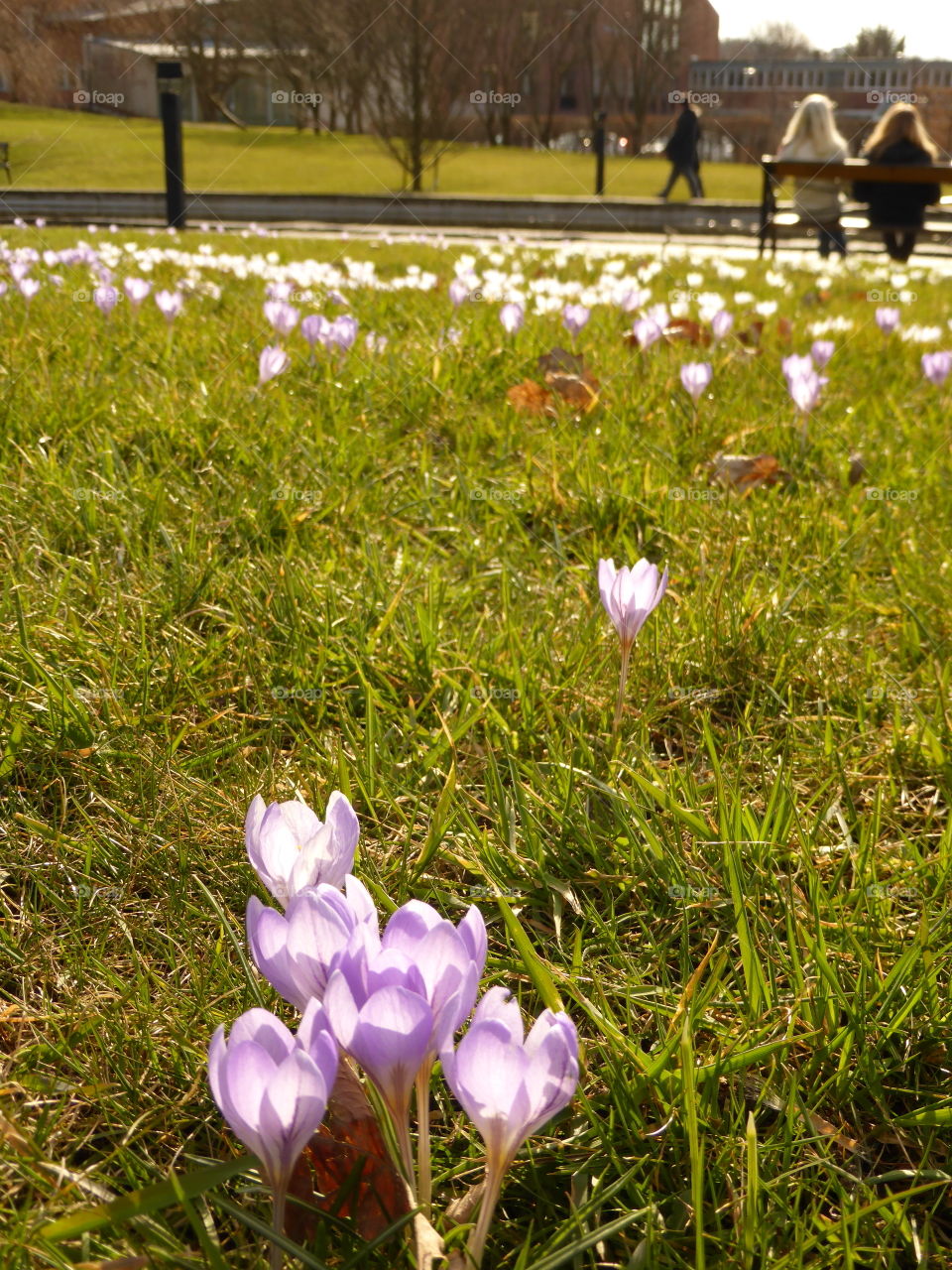 Crocus in bloom in a park 