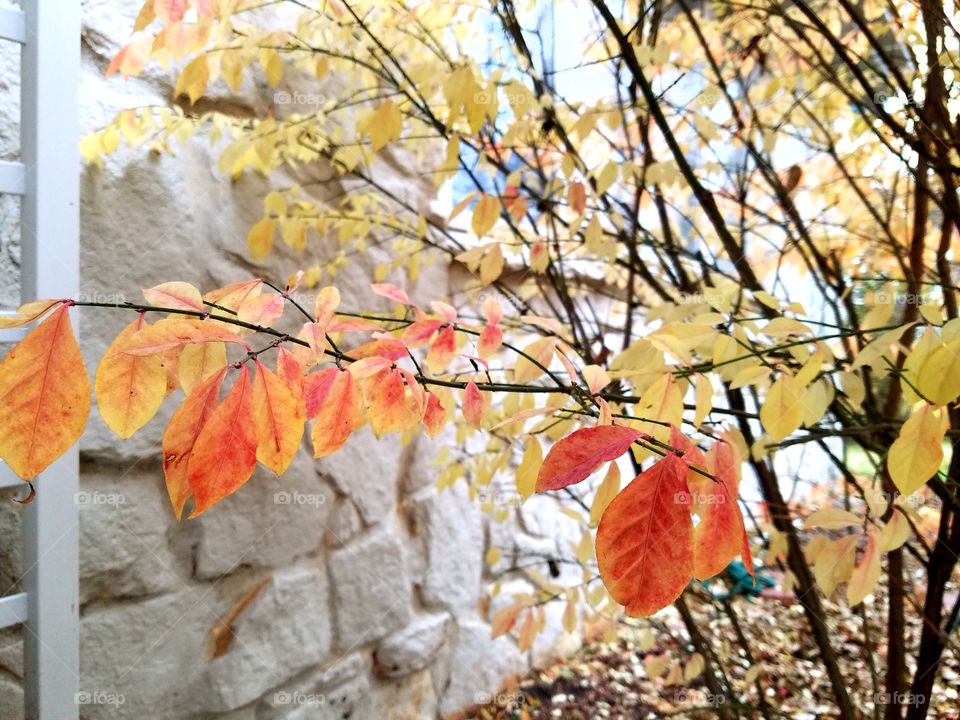 Fall, Leaf, Season, Tree, Nature