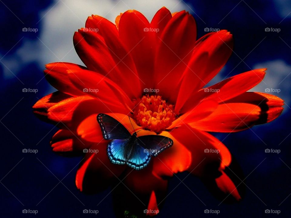 red flower orange butterfly blue