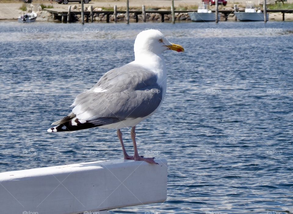 Seagull Baltic Sea - Denmark „ Sonderbørg“ 