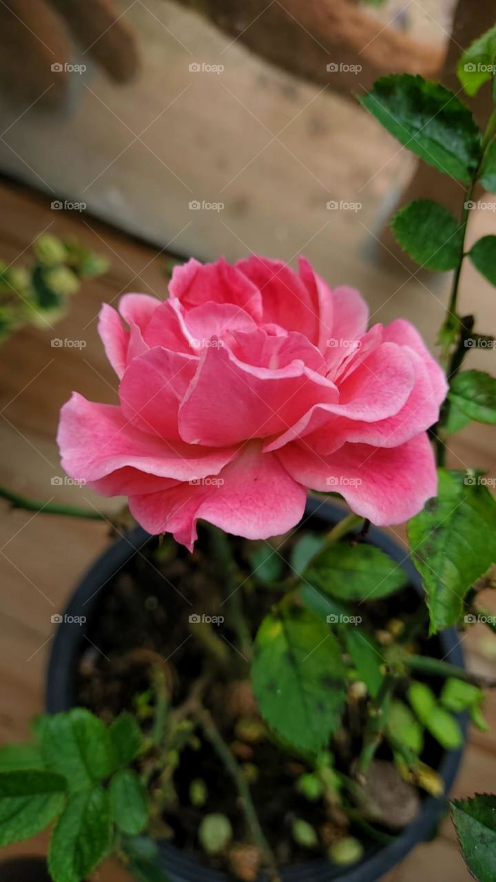 Pink rose