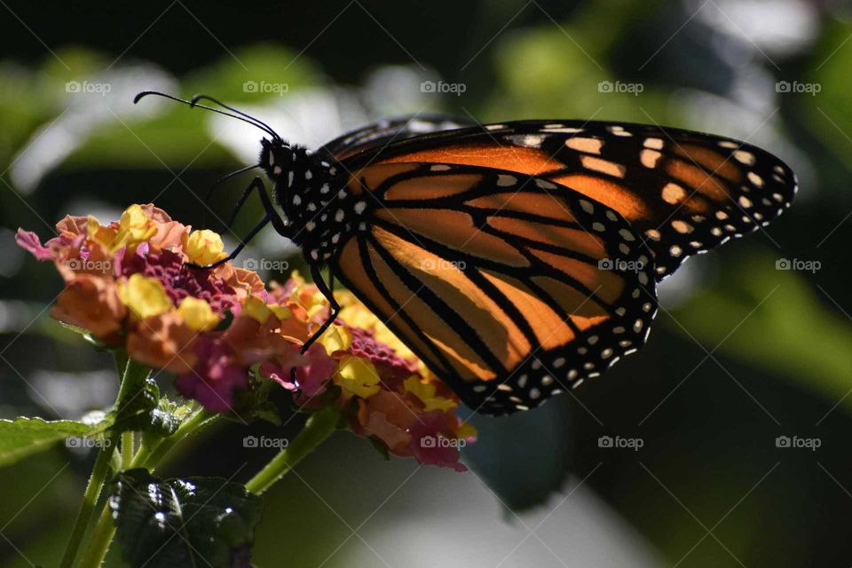 Butterfly pollinating on flower