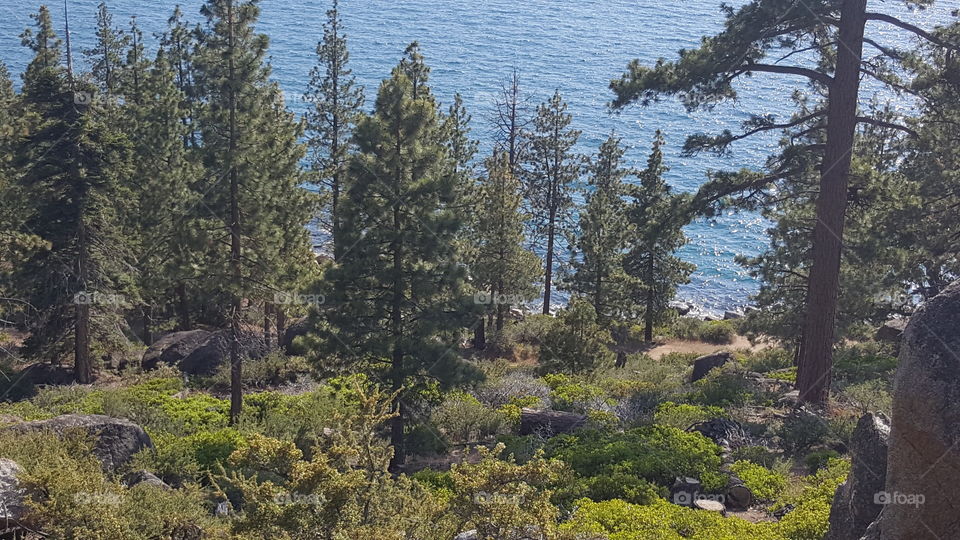 Tree's with a small shore line view of Lake Tahoe