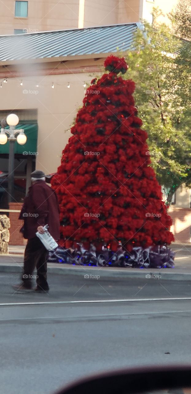 looking at the beautiful Christmas tree