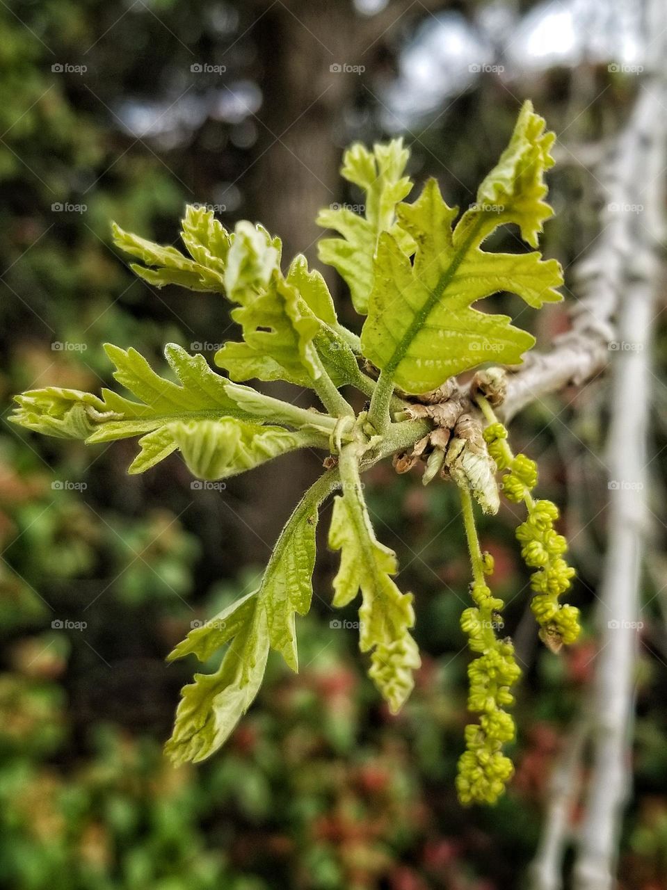 New Spring Growth on a Burr Oak Tree