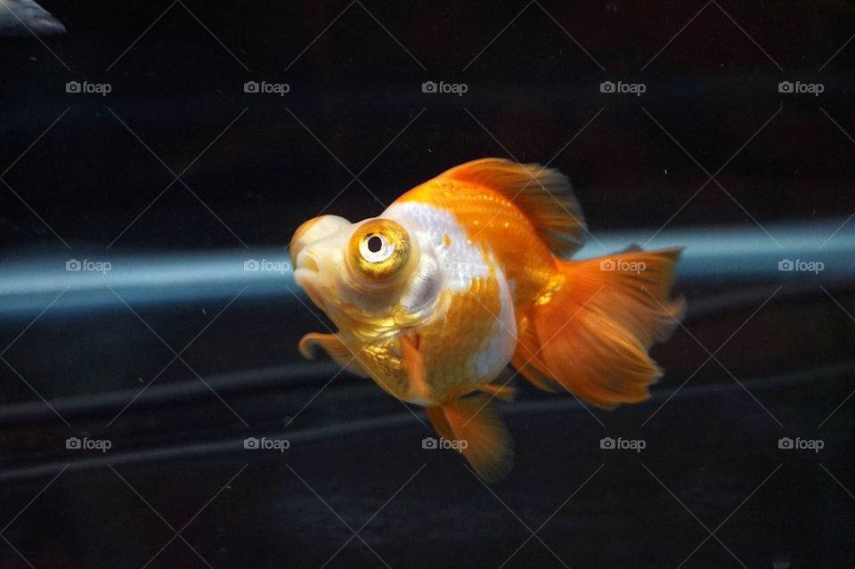 White and Orange Butterfly Tail Goldfish