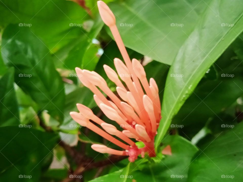 Ashoka flower Bud