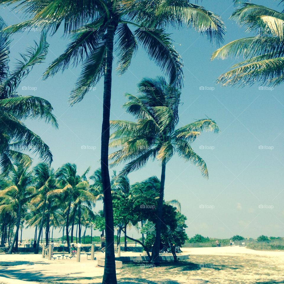 Palm Trees. Palm trees taken in beautiful Miami 