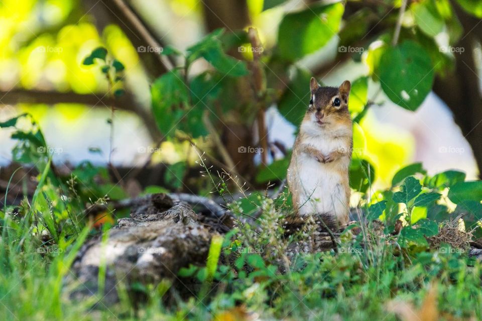 As spring arrives, all the little chipmunks come out to run around the fresh grass 