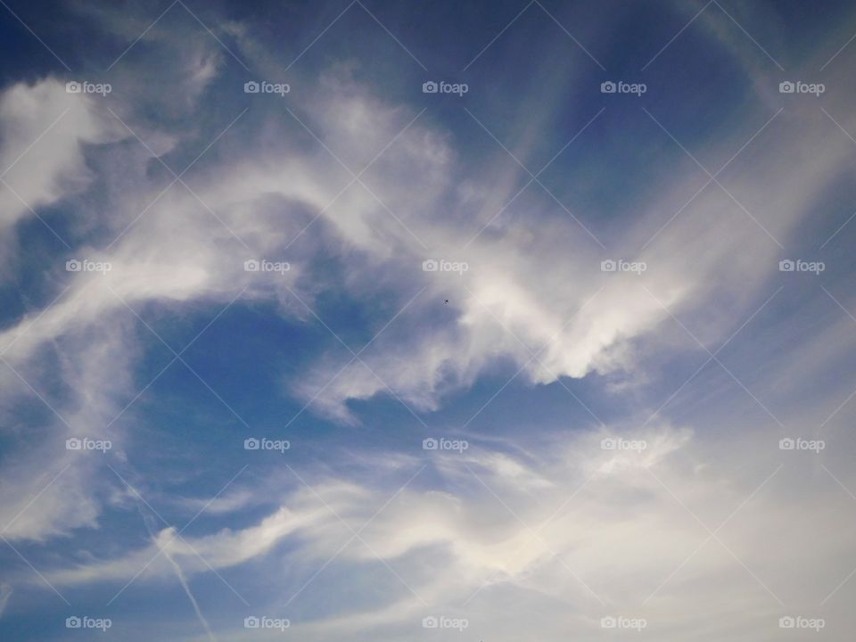 Rhapsody of blue and white