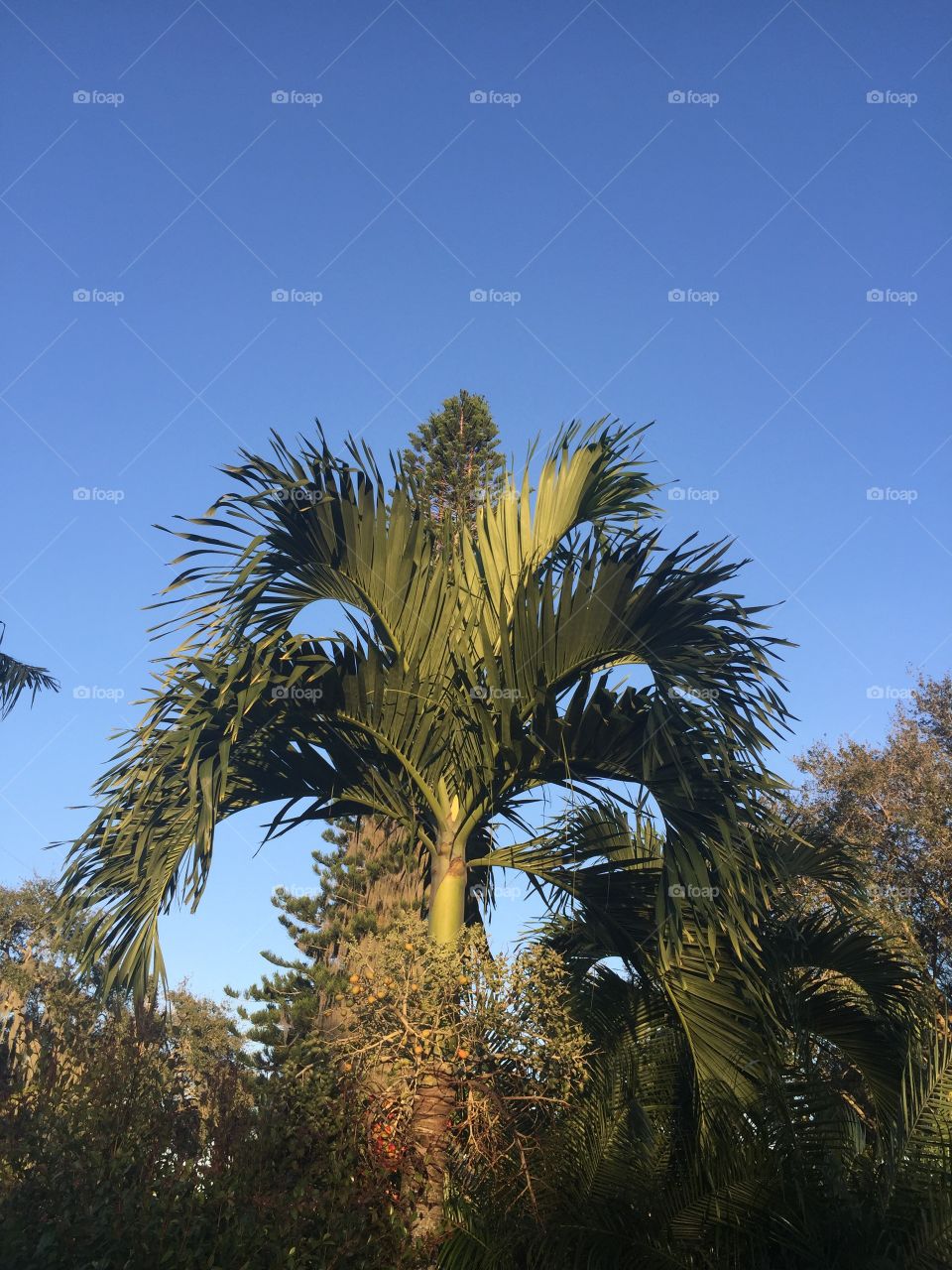 Palm and sky