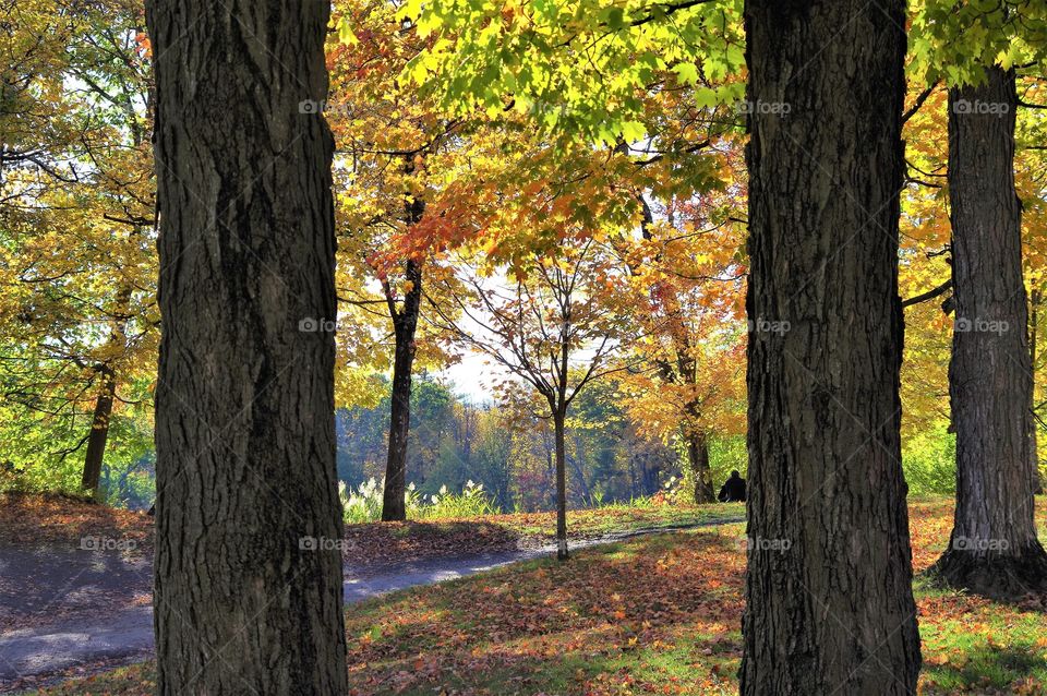 Fall Foliage Under The Trees