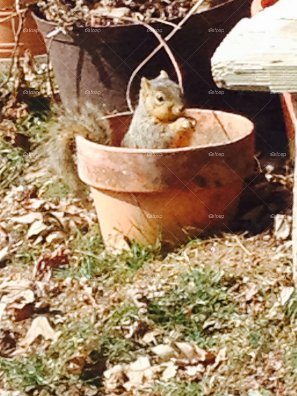 Squirrel in garden pot
