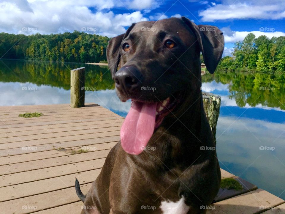 Dog, No Person, Outdoors, Mammal, One