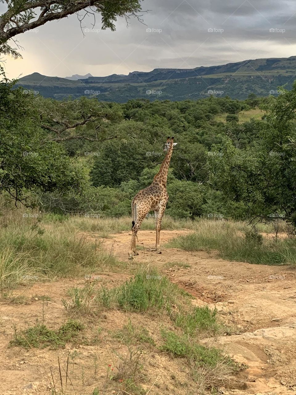 Alone in the wild - Giraffe (in KZN, South Africa)