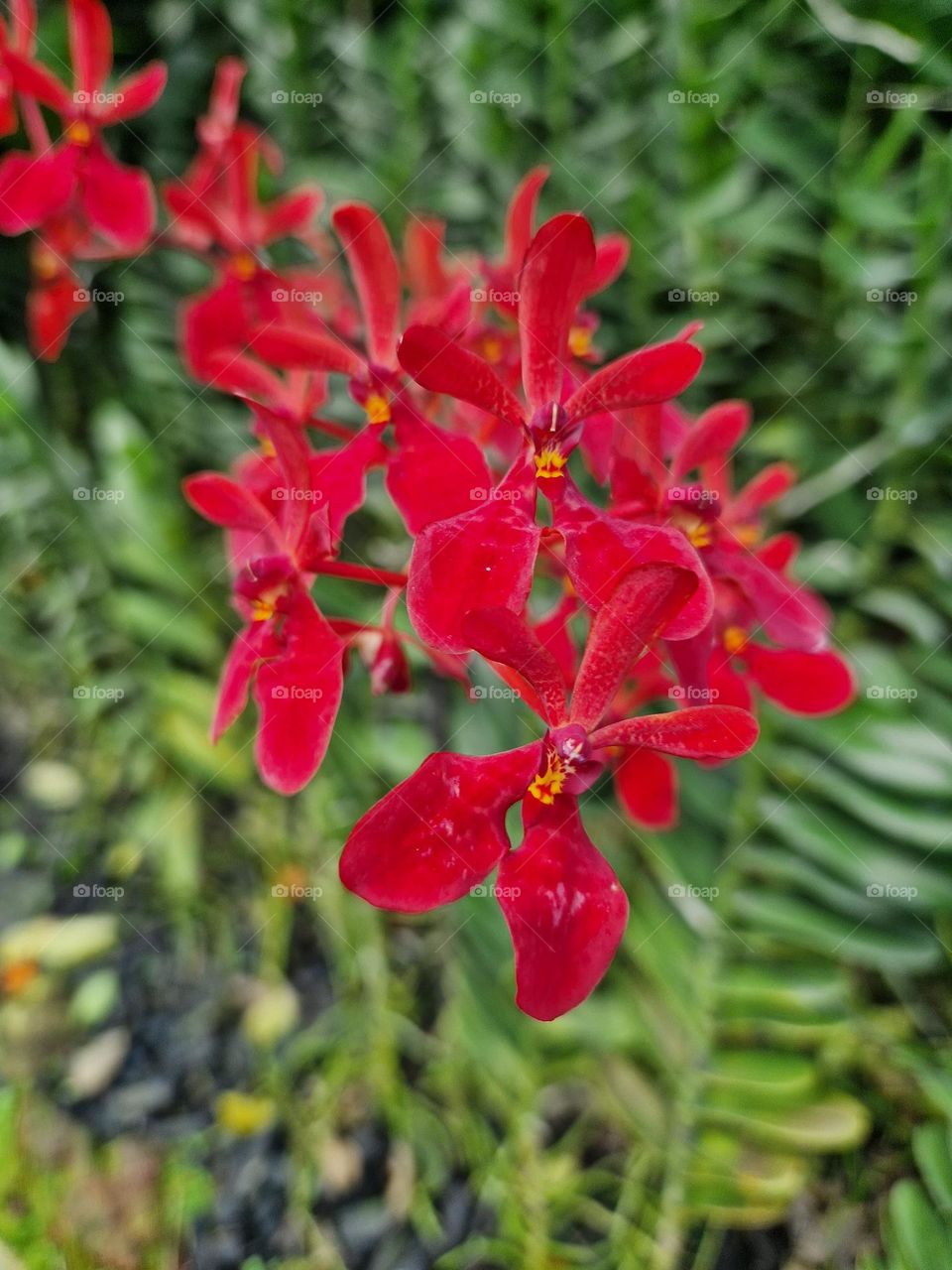 Red flowers