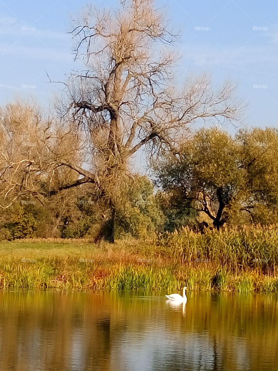 polish nature,  autumn,  at the river pool