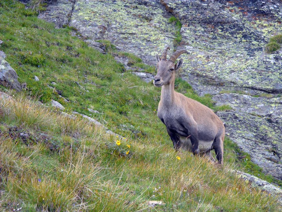 wild alpine Ibex in mountain in summer