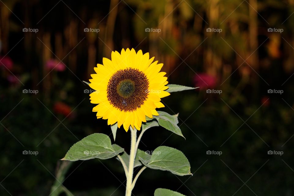 Pretty sunflower on the farm in the evening 