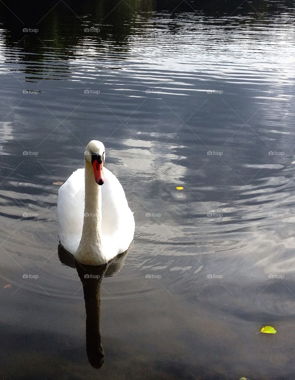 swan