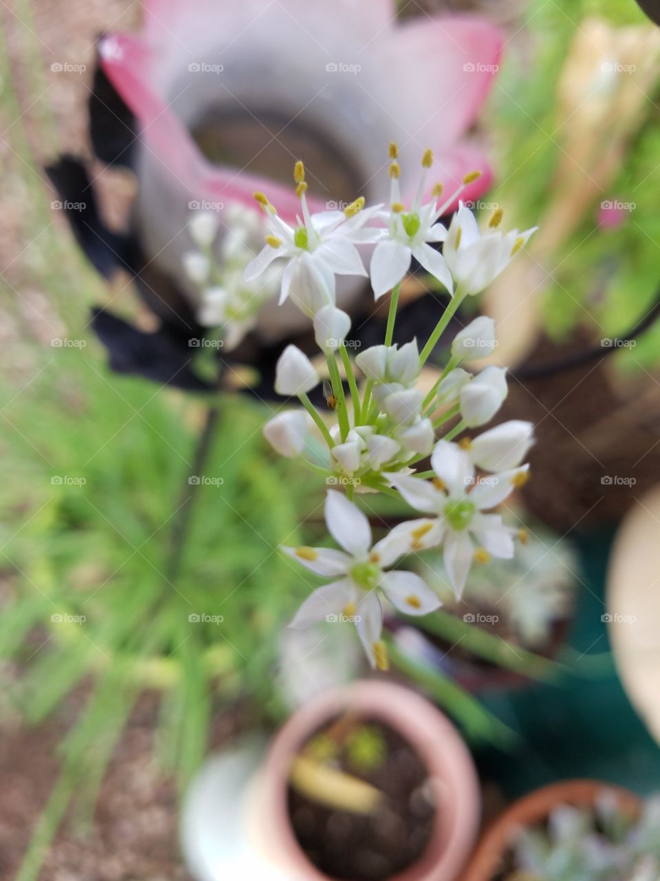 white chives