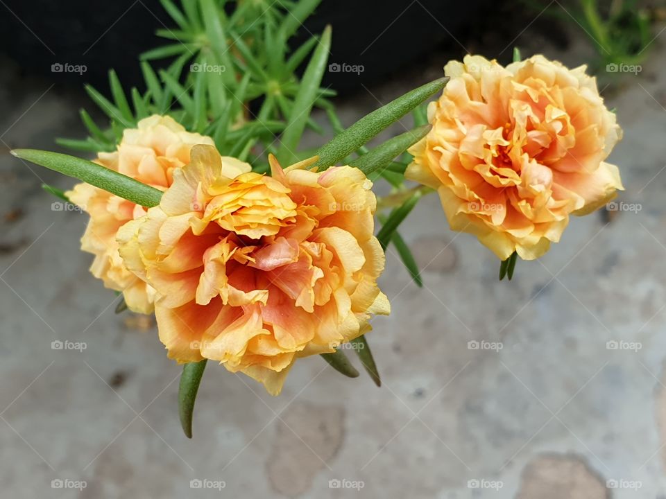 my beautiful Portulaca grandiflora