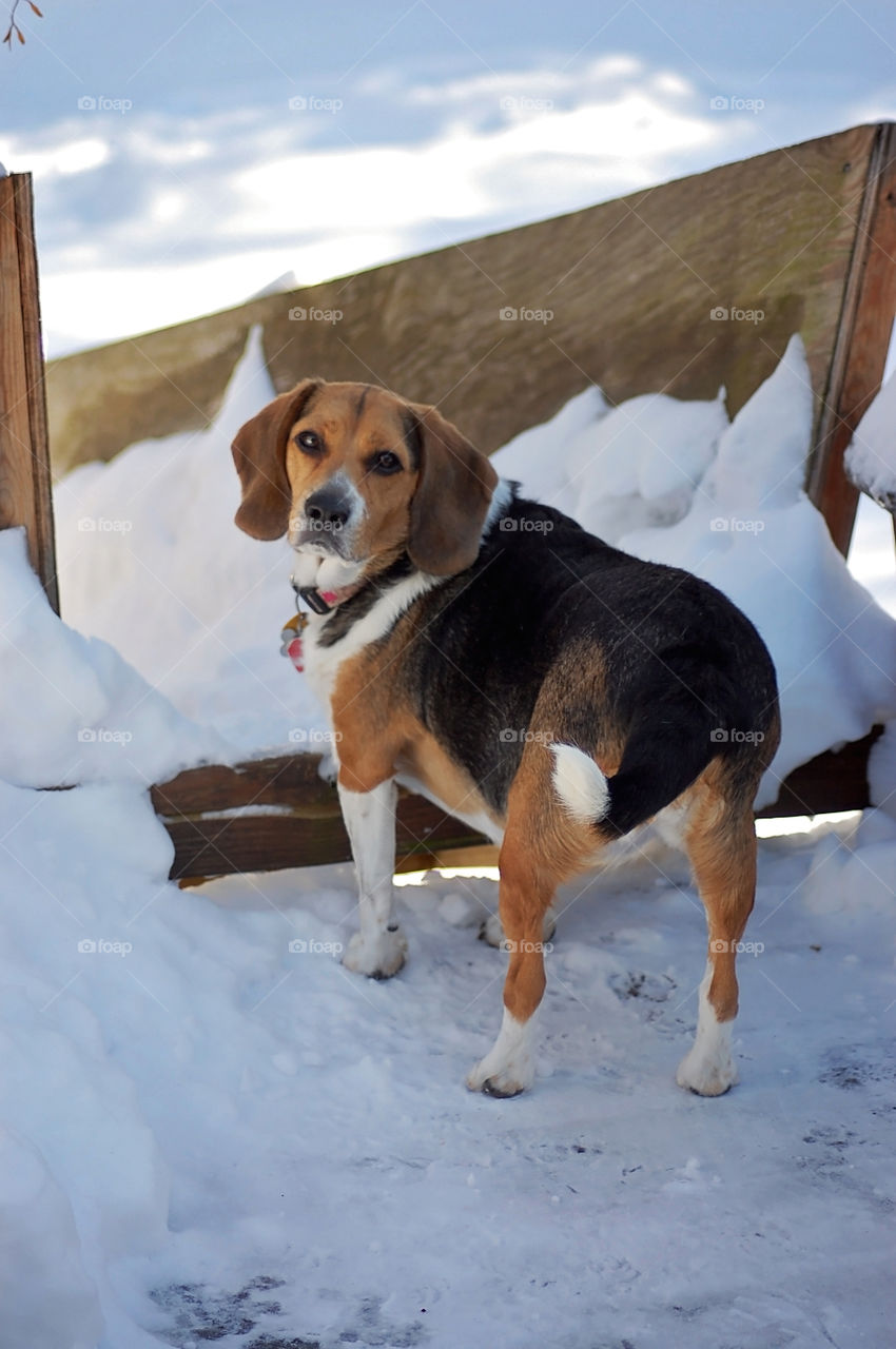 Beautiful beagle loving her snow day!