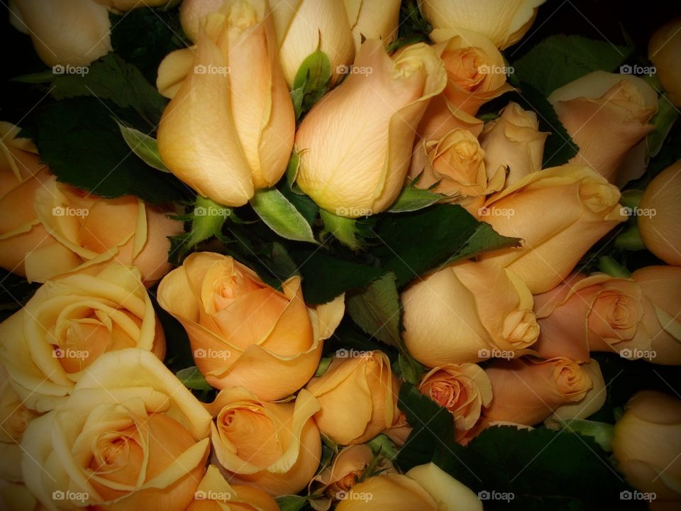 flores rosas laranjas