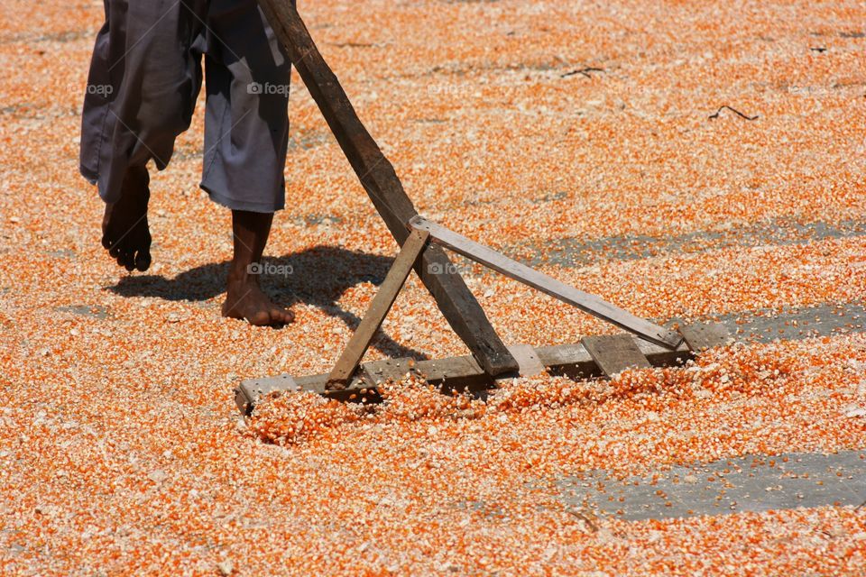 drying corns pile