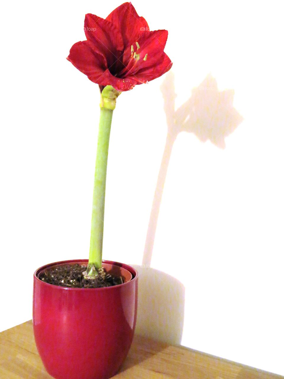 Red Lion Amaryllis . Just about to come into full bloom