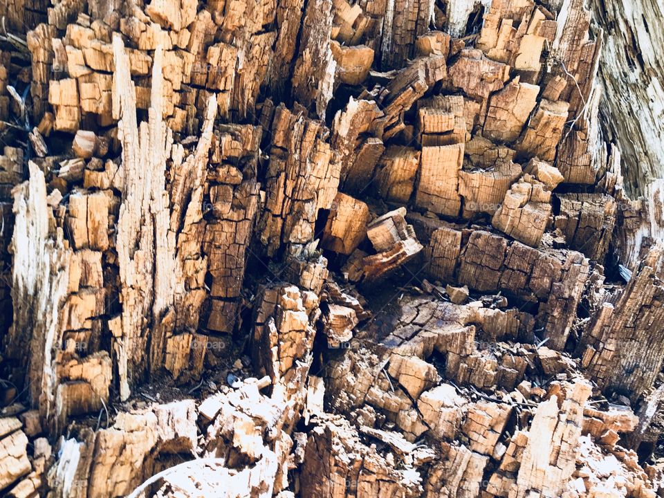 Old pine tree trunk texture 