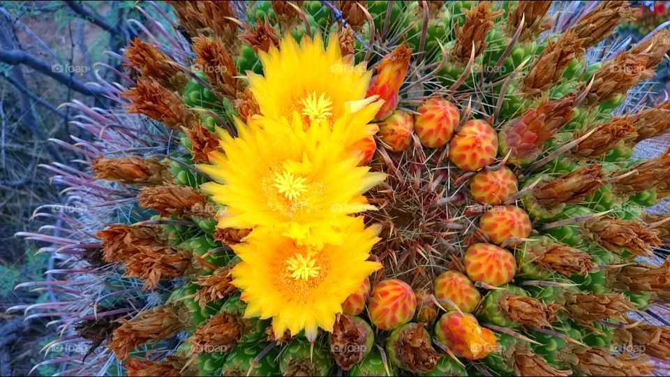 wonderful cactus