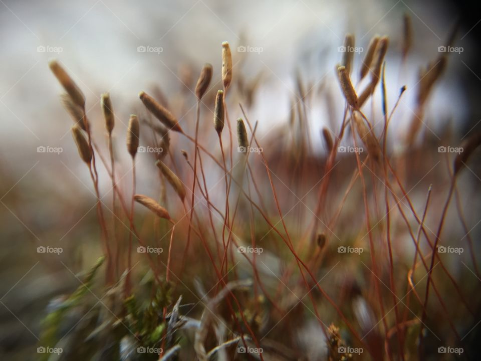 Macro tree mushrooms