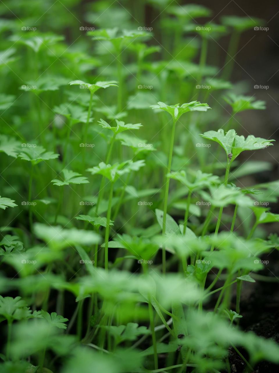 Parsley seedlings