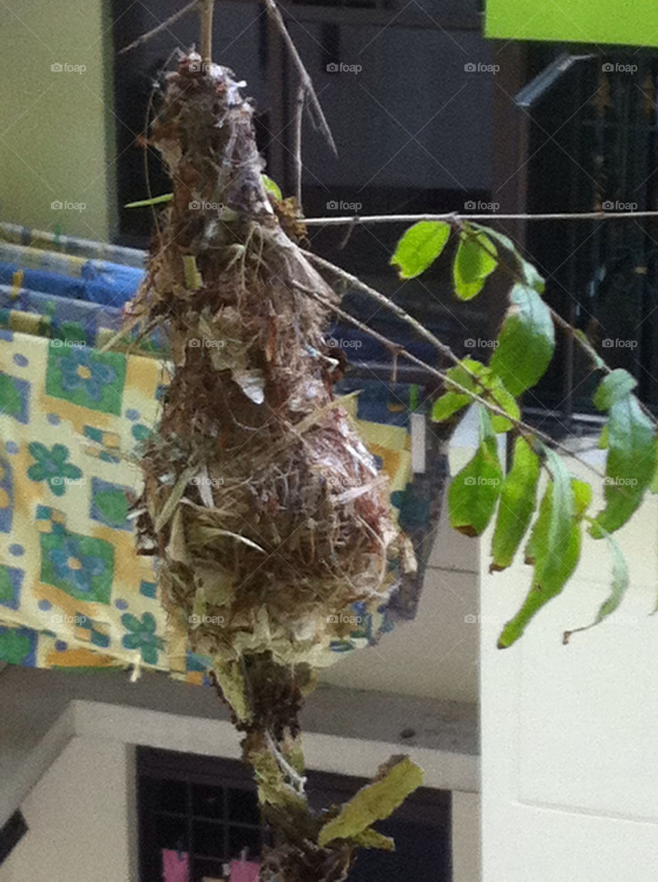 Nature, No Person, Hanging, Food, Environment