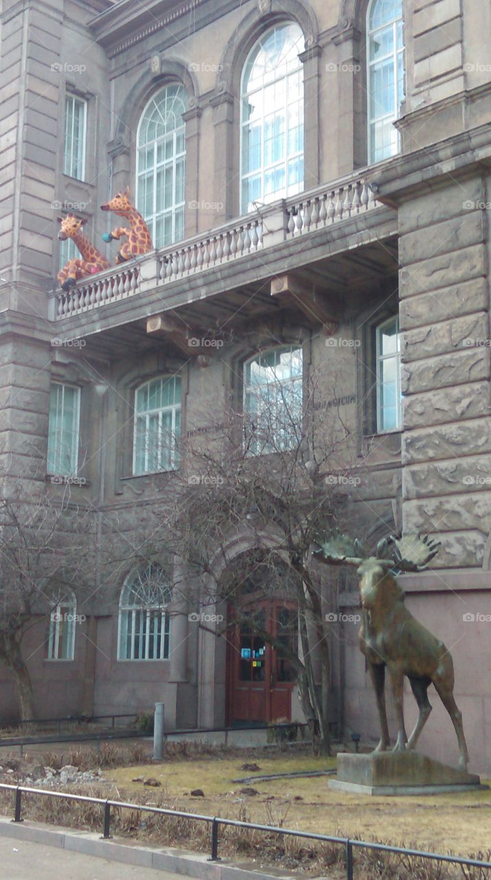 giraffes at the balcony in Helsinki