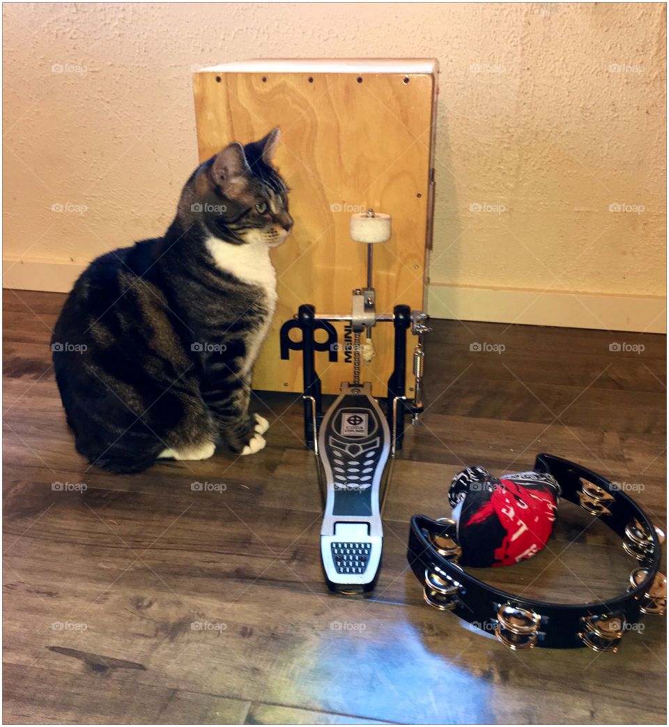 Cat in front of an acoustic drum and tambourine 