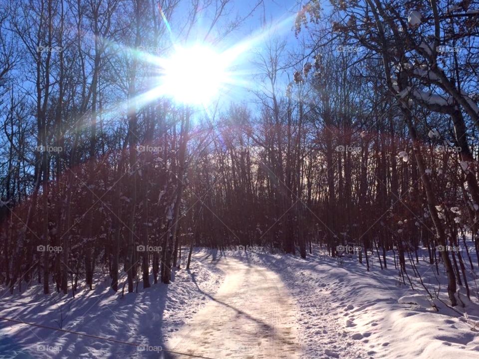 Sunny day for snowy walks 
