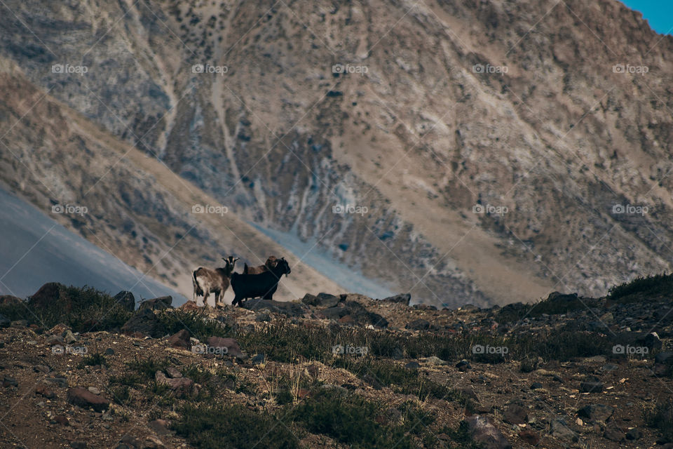 Hill goats