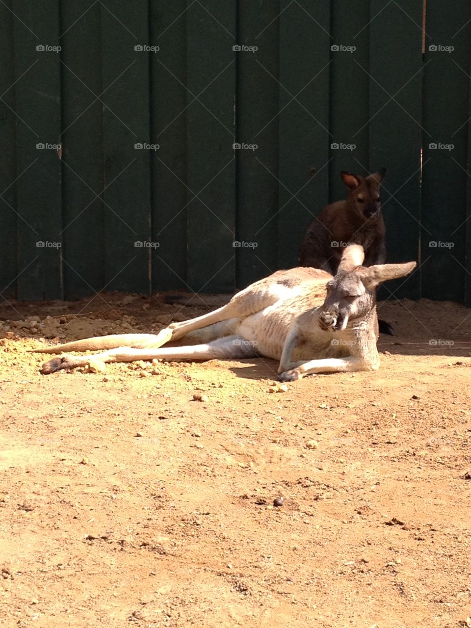 Kangaroo relaxing
Lounging kangaroo
