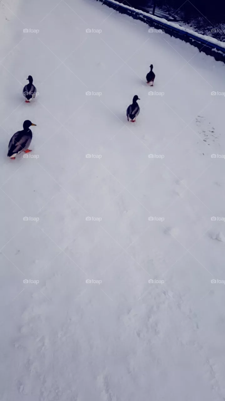 duck