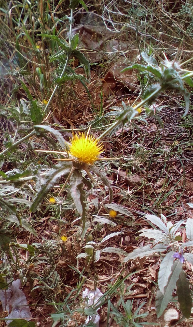 Yellow exotic tropical beautiful spine 
wildflower in wild vibrant nature