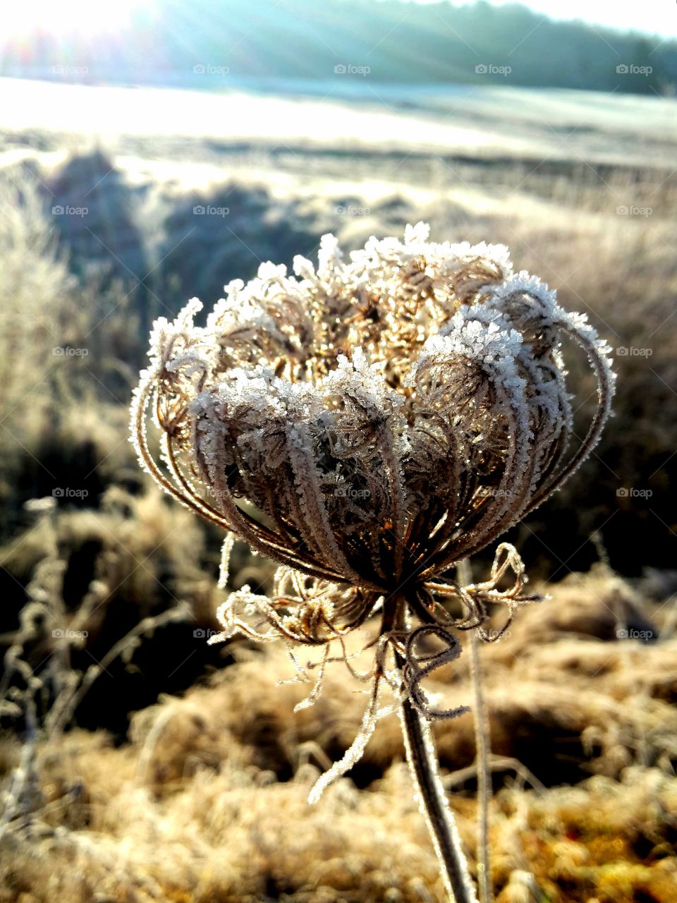 wilted Bloom with hoarfrost in backlight